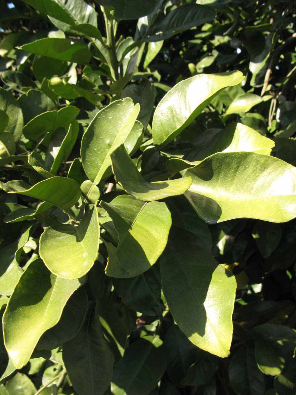            Sun leaves (Winter Haven, FL)   